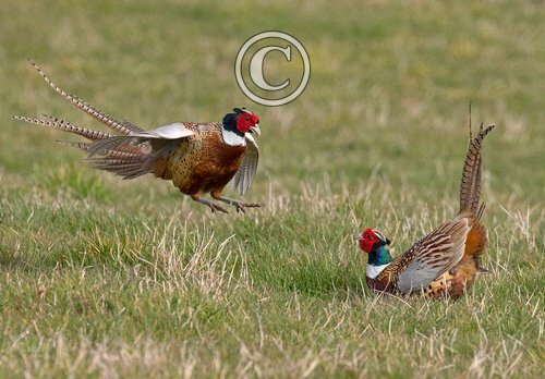 Cock Pheasants Fighting DM1631